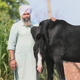 Gill_stud_farm_urlana📍