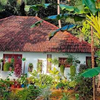 ചെടി വീട്..💚