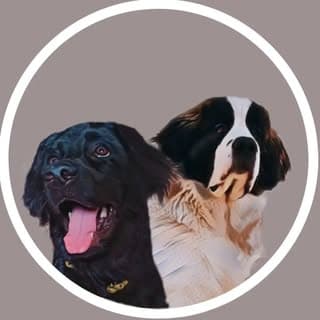 Sofcook Pet's | Influencer | Review | Dog Products