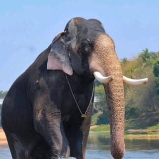 Kerala Elephants