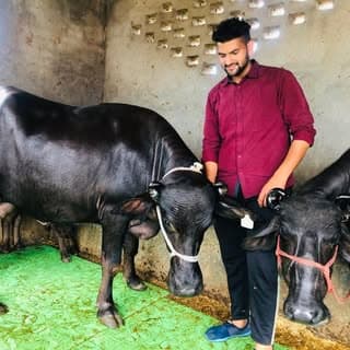 choudharydairyfarm39