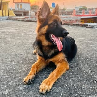 LEA❤️ the GSD