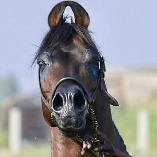 Kathiyawad__horse