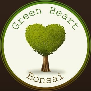 Green Heart Bonsai