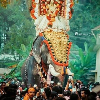 Elephantviber official