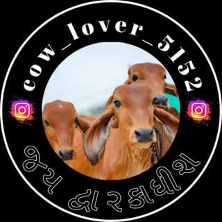 Cow lover 5152