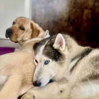 CHICKOO ND MAX