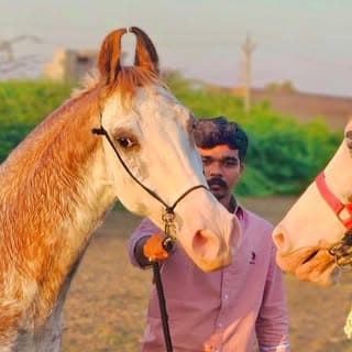 Sahil Prajapati