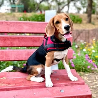 Ollie | The Beagle