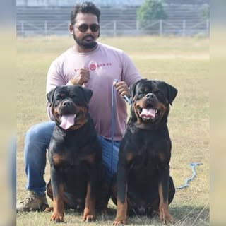 ROTTWEILER PROFESSIONAL KENNEL🐶🐾