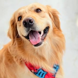 Murphy | English Golden Retriever