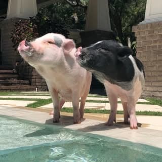 Thunder Bolt Pigs 🐷🐷⚡️