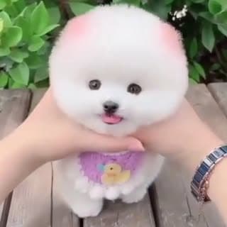 dogs_cuteness