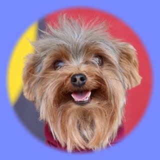 Napa the Yorkie⎪Roseville, CA