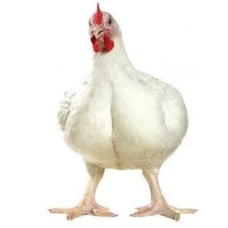 mew_chicken_786