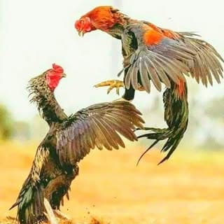 🦅aseel lover🦅