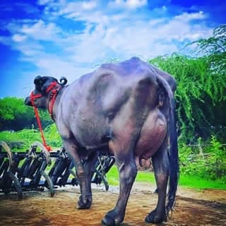 shree_shyam_dairy_farm