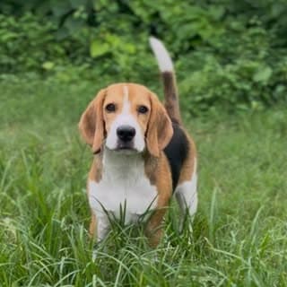 Beagle 🥱