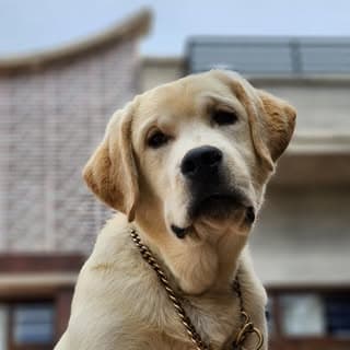 Gill Labrador Luthera