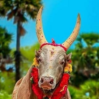 ❤️மஞ்சுவிரட்டு_காதலன்❤️ 28k