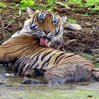Nature’s Roar