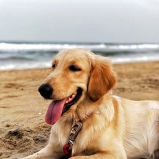 Bailey The Retriever