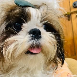 🐾🐾Maahi the adorable💕👑🐶