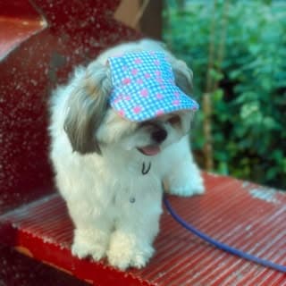 Oreo🧿 |The Shih Tzu |