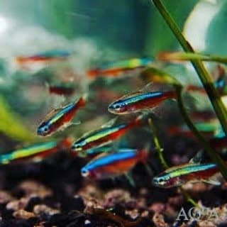 betta farm kannur