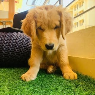 Murphy Thakur aka Mufasa