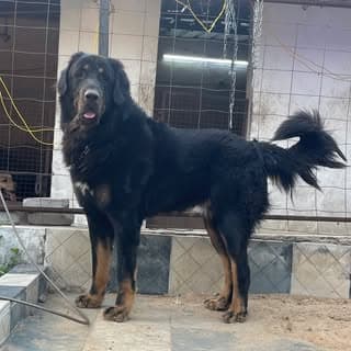 Tamrakarpetsvilla🐶