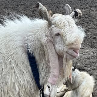 Al_kabeer goats farm