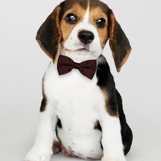 Dogs • pups • pets