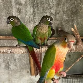 hani_aviary❤