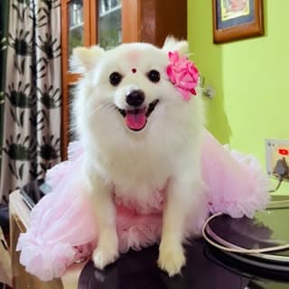 chini_the_pom