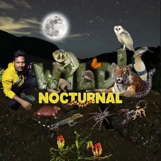 Wild Nocturnal