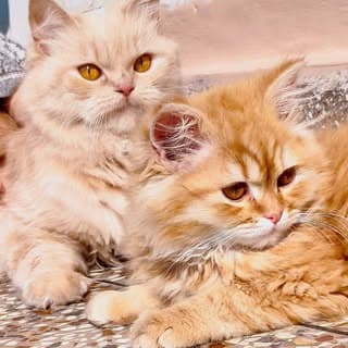 Hazel & Hurairah