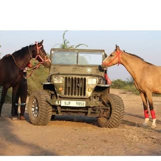 laxmi_horse_2525