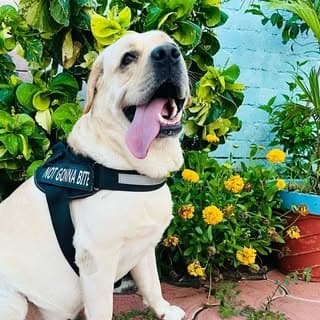 Labrador Joy ❤️