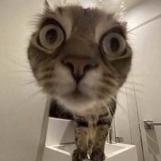 cat memes