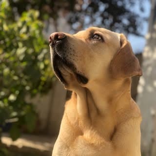 Dino 🐕