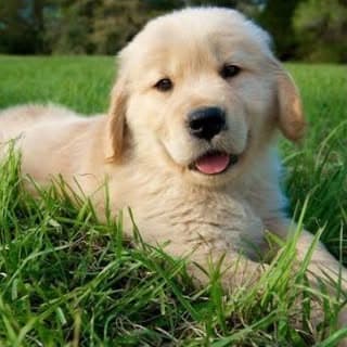 Golden retriever