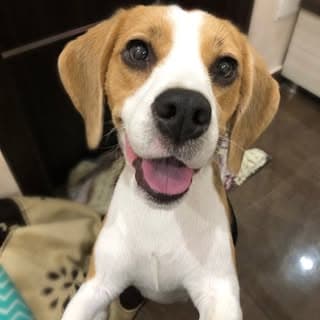Zinni the Beagle