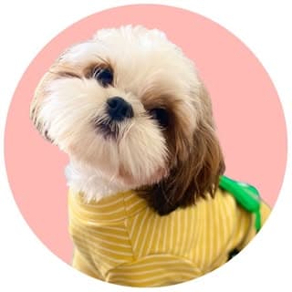 Tipsy | The ShihTzu