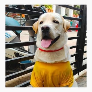 Chiku🐾 | Labrodor Retriever 🇮🇳