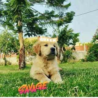 ROZI | The Golden Retriever