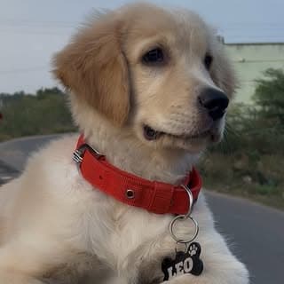 Leo golden paw