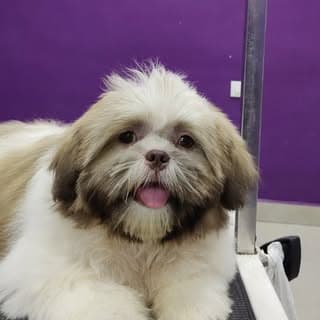 Jash The Shihtzu