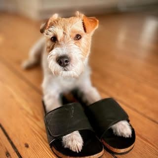 𝕆𝕤𝕞𝕒𝕟 🐶