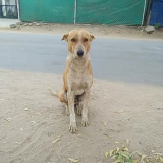 lifeofstrays